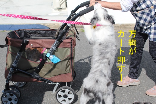 カート