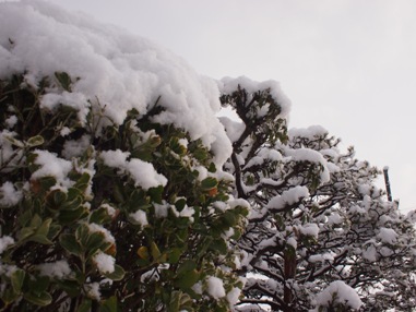 今朝の雪 (2)