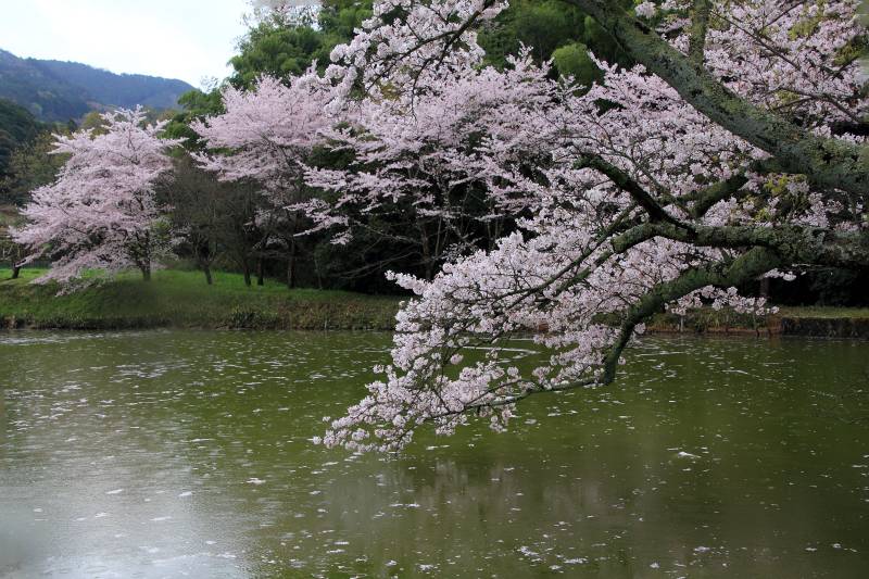 永久寺跡池のサクラ_005.jpg