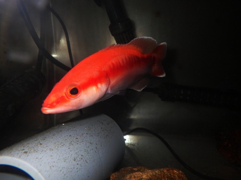 トゲハナスズキ（Liopropoma japonicum）17　深海魚飼育