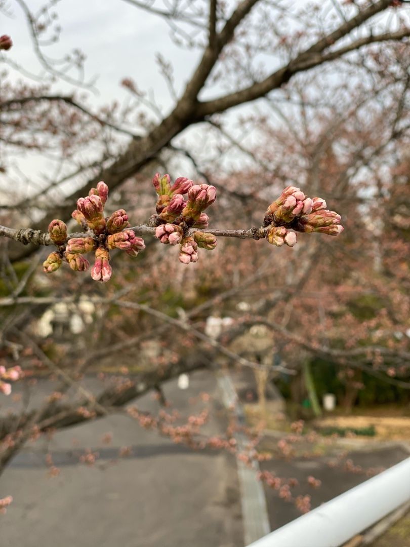 雪遊びと本格的春へ ちいさな芽 楽天ブログ