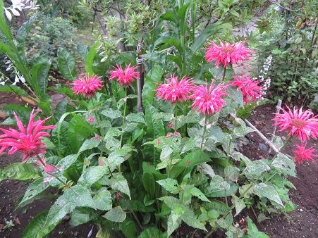 ベルガモット モナルダ とヒューケラの周辺 ごちそうさまの会 静かな時が流れる 風の庭 楽天ブログ