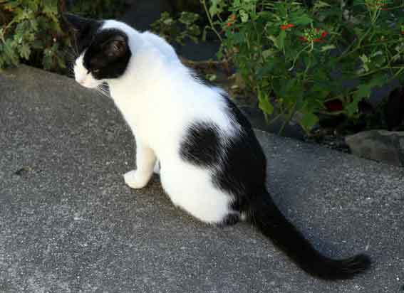 我が家のニャンコ♪2013/9/25-2