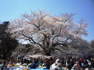 sakura2.JPG
