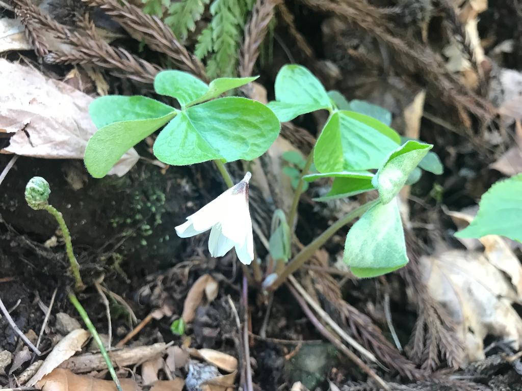 第7回醍醐山PR登山 弥彦山（やひこやま）634m（3）弥彦山の4月の花たち | 醍醐山と下部（しもべ）温泉 - 楽天ブログ