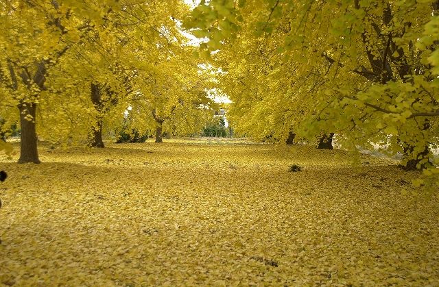 公園の手品師 歌 と こころ と 心 の さんぽ 楽天ブログ