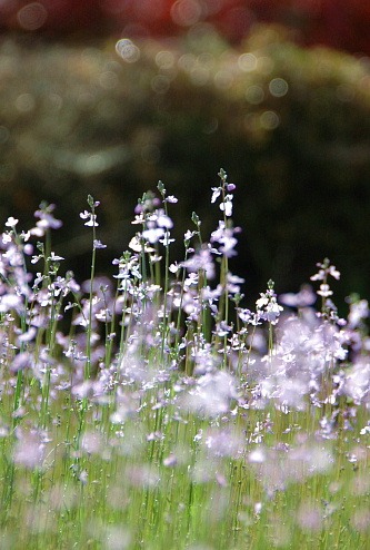 薄紫のお花