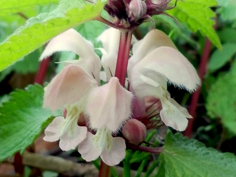 カキトオシの茎