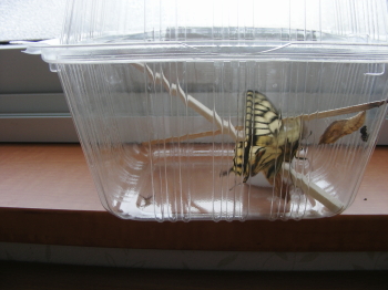 2017-03-17ageha (1).JPG