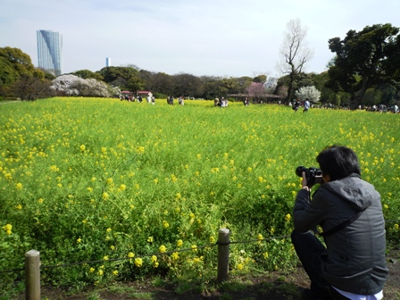 菜の花畑