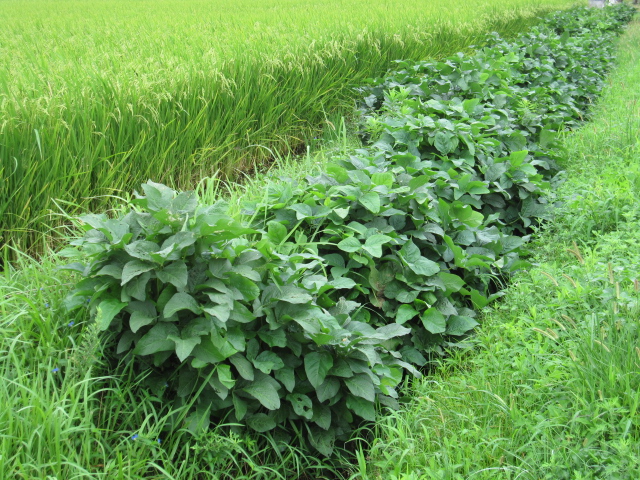 005.JPG