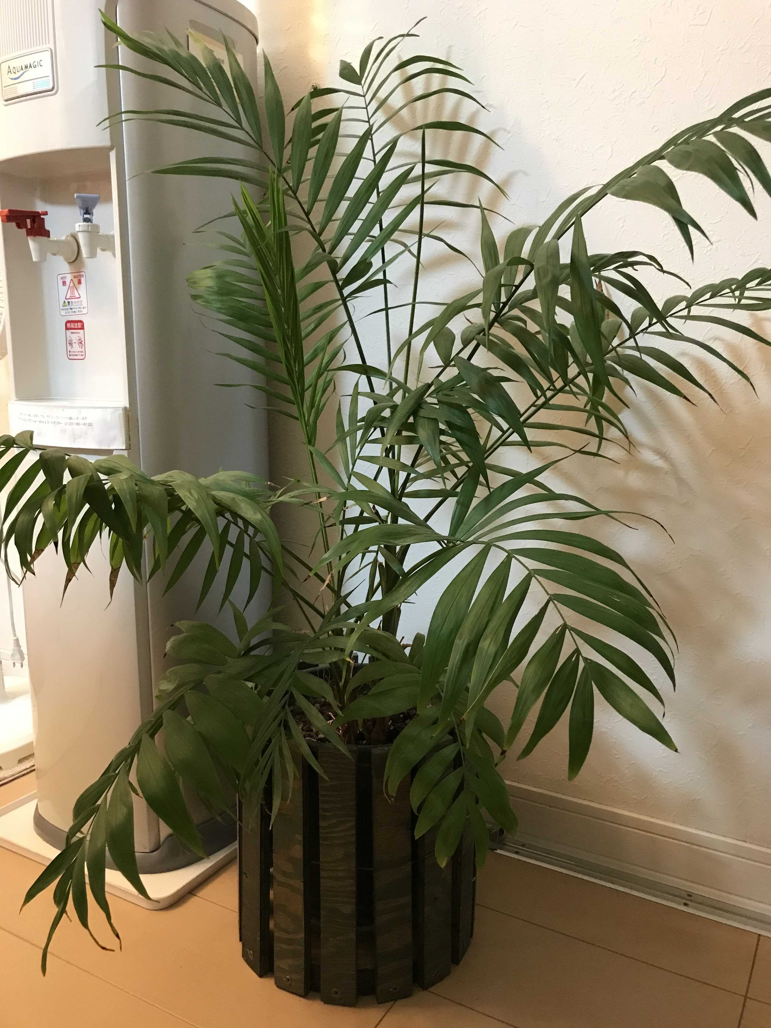 米 の とぎ汁 植物