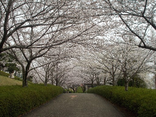 於大公園　2013桜その14