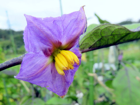 茄子の花