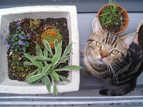 200606猫と植木.jpg