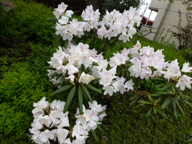 949 白
