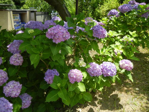 馬場花木園にて