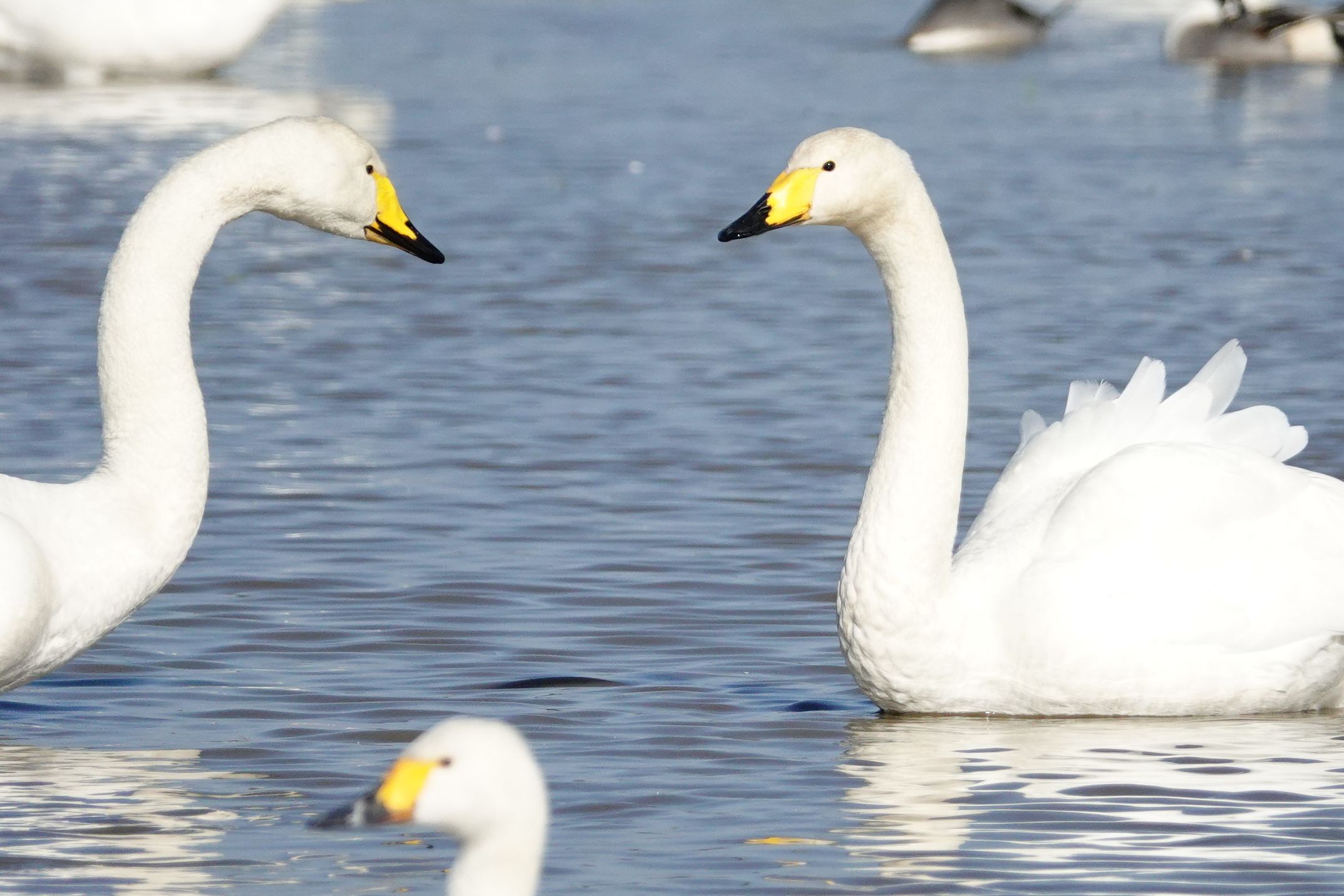 本埜 白鳥の郷 オオハクチョウ アウトドア親爺の徒然日記 楽天ブログ