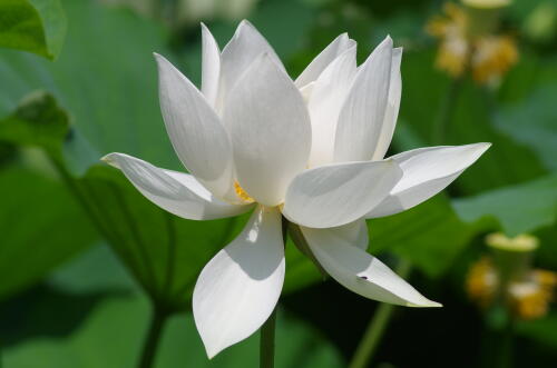 昭和記念公園のハスの花