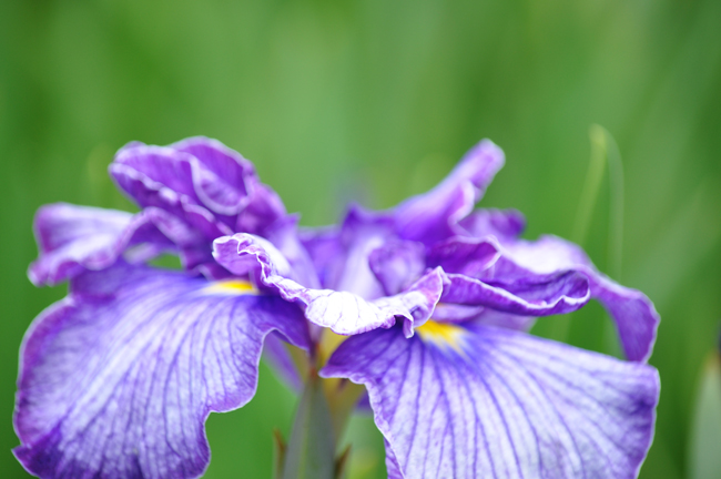 菖蒲３