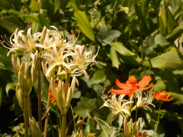 DSCN0539.JPG