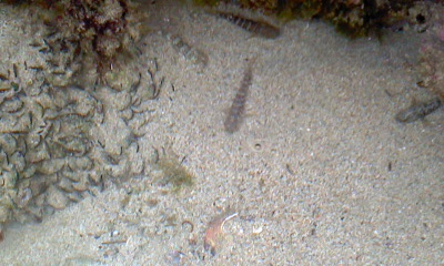 海の魚