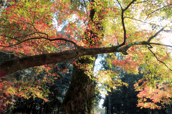 IMG_3961春日大社 北.gif