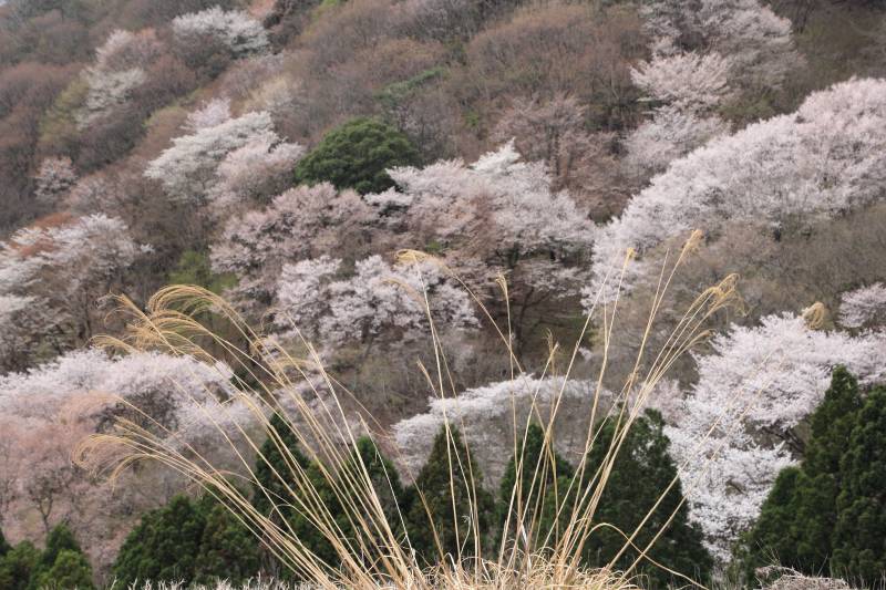 黒川桜の森_005.jpg