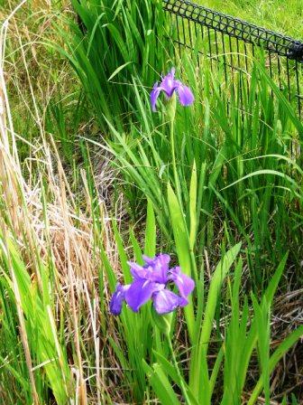 P1140521(カキツバタ0506).jpg
