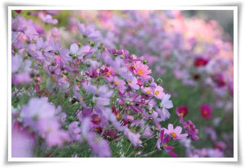 犀川コスモスロード-25 13.9.28