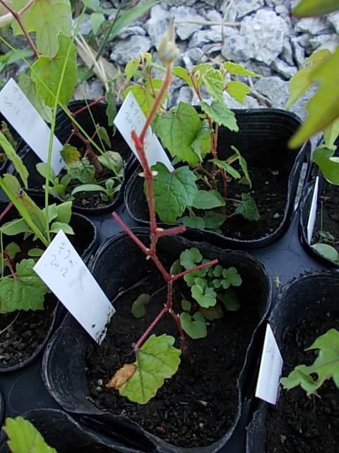 キクバエビヅル食害20120728