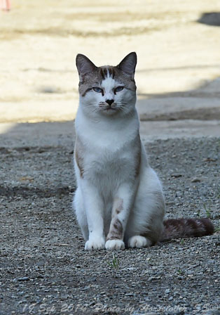 20140919_1527Cat_Obihiro_02