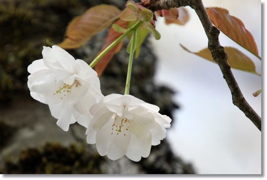 樹木公園-12 祗王寺祗女桜 15.4.18