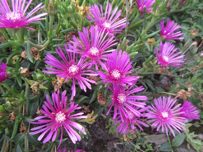 花２０.jpg