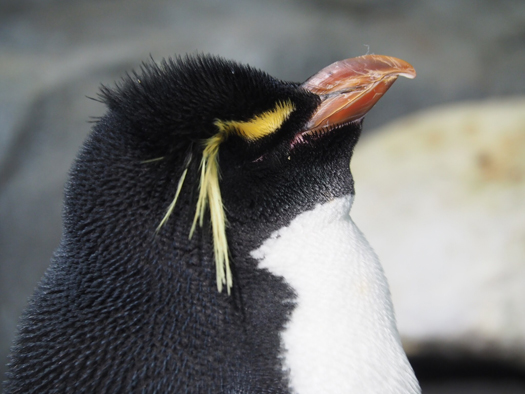 ペンギン
