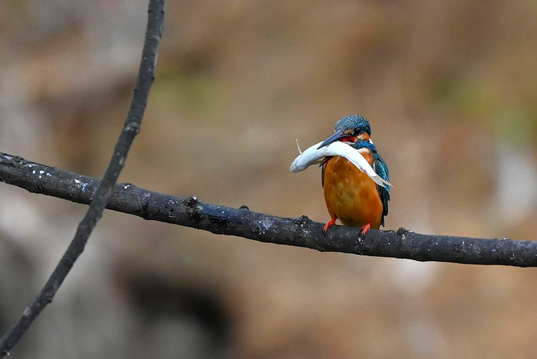 そこに　　翡翠が　　いるから・・