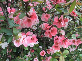 IMG_8917ss.jpg