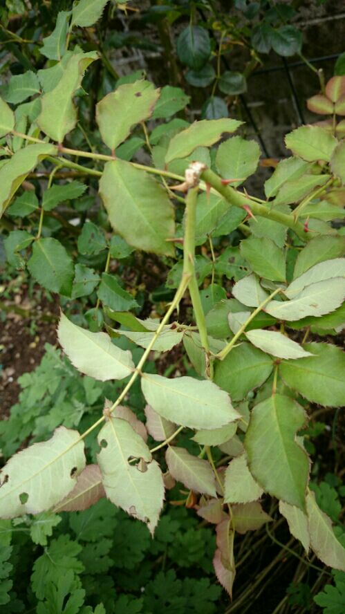 rblog-20160618130353-02.jpg