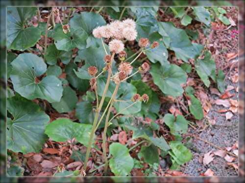 浜名湖ガーデンパーク、ハボタン、ツワブキ、アネモネ～～～ 浜名湖花図鑑！ 春夏秋冬！ 楽天ブログ