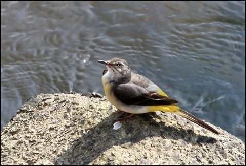 野鳥の写真 Shige Happy の 気まぐれ写真日記 楽天ブログ