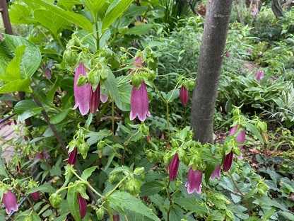 紫色ホタルブクロと白い紫陽花 梅干の話 静かな時が流れる 風の庭 楽天ブログ