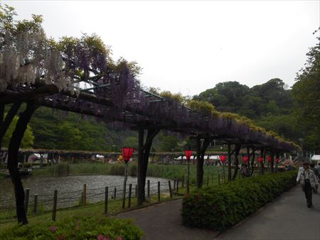 蓮華寺池公園　藤の花