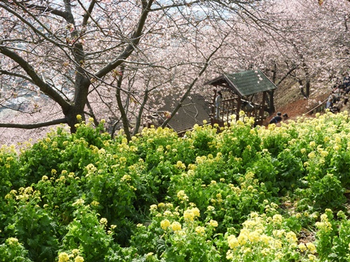 まつだ桜まつり