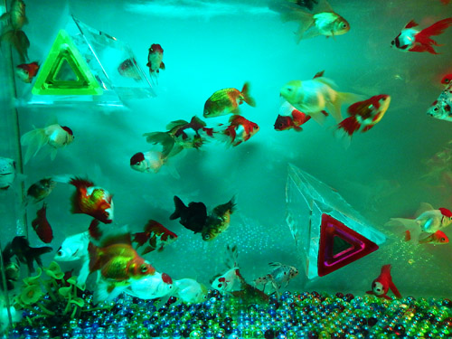 金魚５