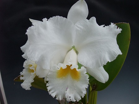 C. Earl 'Impelialis' FCC/AOS 20130331-2