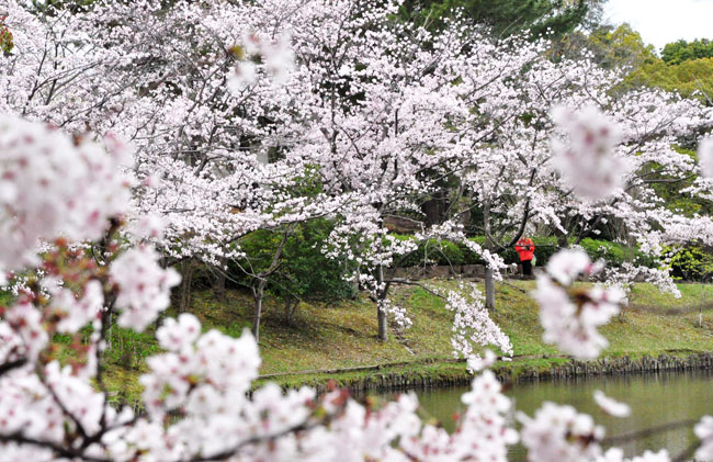 桜５