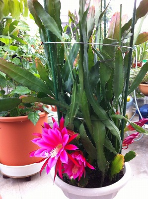 クジャクサボテン