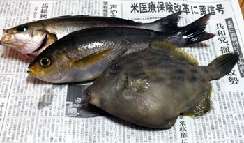 新鮮魚