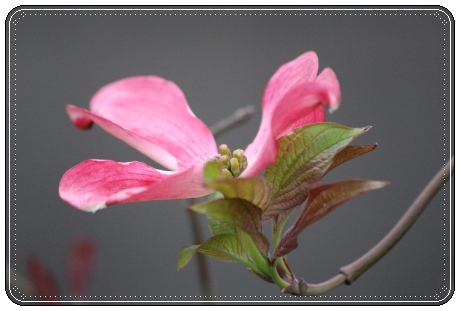 地場産-7 ハナミズキ-7 13.4.30