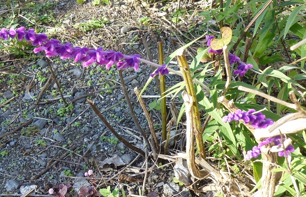 P1070194-001.JPG